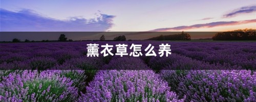 薰衣草怎么养