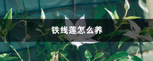 铁线莲怎么养