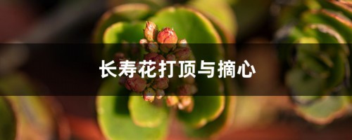 长寿花打顶与摘心