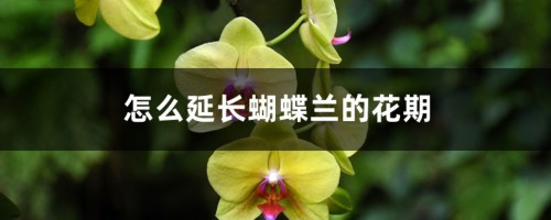 怎么延长蝴蝶兰的花期