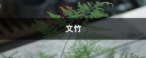 虎皮兰文竹这么养，不仅年年开花，还结满果子！