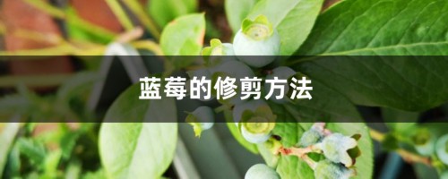 蓝莓的修剪方法